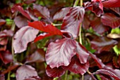 FAGUS SYLVATICA PURPUREA PENDULA