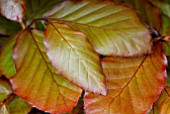 FRESH YOUNG LEAVES ON FAGUS SYLVATICA PURPUREA HEDGE