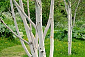 BETULA UTILIS VAR. JACQUEMONTII