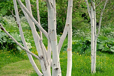 BETULA_UTILIS_VAR_JACQUEMONTII