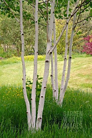 BETULA_UTILIS_VAR_JACQUEMONTII