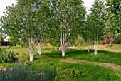 BETULA UTILIS VAR. JACQUEMONTII AT BIDDESTONE MANOR, WILTS