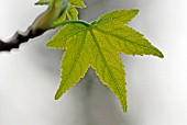 YOUNG LEAF OF LIQUIDAMBER STYRACIFLUA