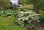 VIBURNUM PLICATUM FORM TORMENTOSUM MARIESII AT BIDDESTONE MANOR, WILTS