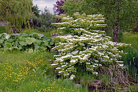 VIBURNUM_PLICATUM_FORM_TORMENTOSUM_MARIESII_AT_BIDDESTONE_MANOR_WILTS