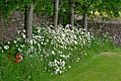 LEUCANTHEMUM VULGARE WITH DRY STONE WALL