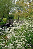 ANTHRISCUS SYLVESTRIS AND WOODEN BRIDGE TO ISLAND IN LAKE AT BIDDESTONE MANOR, WILTS