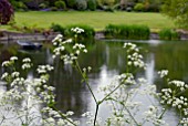 ANTHRISCUS SYLVESTRIS AND LAKE AT BIDDESTONE MANOR, WILTS