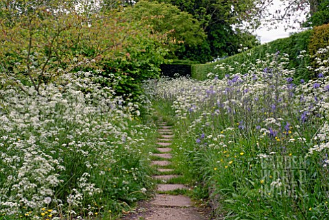 PATH_THROUGH_MEADOW_OF_ANTHRISCUS_SYLVESTRIS_AND_CAMASSIA_AT_BIDDESTONE_MANOR_WILTS