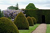 YEW TOPIARY, YEW HEDGE AND WISTERIA AT BIDDESTONE MANOR, WILTS