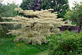 CORNUS CONTROVERSA VARIEGATA AT BIDDESTONE MANOR, WILTS