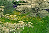 CORNUS CONTROVERSA VARIEGATA AT BIDDESTONE MANOR, WILTS