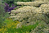 CORNUS CONTROVERSA VARIEGATA AT BIDDESTONE MANOR, WILTS