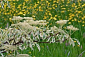 CORNUS CONTROVERSA VARIEGATA BLOSSOM