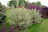 CORNUS ALBA ELEGANTISSIMA