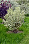 CORNUS ALBA ELEGANTISSIMA IN SHRUBBERY AT BIDDESTONE MANOR, WILTS