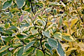 CORNUS ALBA SPAETHII LEAVES