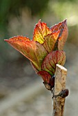 HYDRANGEA MACROPHYLLA MERVEILLE SANGUINE, FRESH SPRING LEAF GROWTH