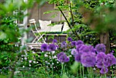 GARDEN SUMMERHOUSE WITH ALLIUM PURPLE SENSATIONAND AQUILEGIAS