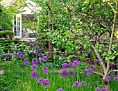 GARDEN SUMMERHOUSE WITH ALLIUM PURPLE SENSATION AND AQUILEGIAS