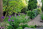 ALLIUM PURPLE SENSATION AND AQUILEGIAS IN WOODLAND GLADE