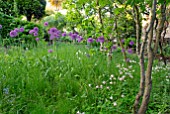 ALLIUM PURPLE SENSATION AND AQUILEGIAS IN WOODLAND GLADE