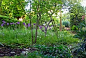 ALLIUM PURPLE SENSATION AND AQUILEGIAS IN WOODLAND GLADE