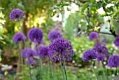 ALLIUM PURPLE SENSATION IN WOODLAND GLADE