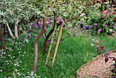 OLD LADDER AGAINST APPLE TREE IN WOODLAND GLADE WITH ALLIUM PURPLE SENSATION