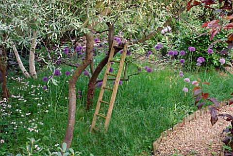 OLD_LADDER_AGAINST_APPLE_TREE_IN_WOODLAND_GLADE_WITH_ALLIUM_PURPLE_SENSATION