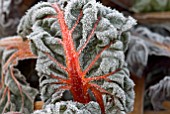 FROSTED SWISS CHARD, BETA VULGARIS