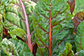 SWISS CHARD, BETA VULGARIS