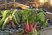 SWISS CHARD BRIGHT LIGHTS, BETA VULGARIS, IN WINTER VEGETABLE BED