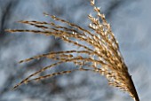 MISCANTHUS SEEDHEADS IN WINTER