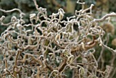 WINTER STEMS OF CORYLUS AVELLANA CONTORTA