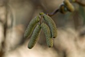 CATKINS OF CORYLUS AVELLANA CONTORTA