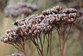 FROSTED SEEDHEADS OF SEDUM