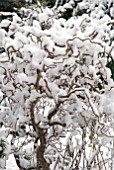 CORYLUS AVELLANA CONTORTA COVERED IN SNOW