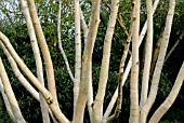 BETULA ERMANII GRAYSWOOD HILL AT THE GARDEN HOUSE,  BUCKLAND MONACHORUM,  DEVON