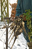 HARVESTING PARSNIPS IN SNOW COVERED GARDEN