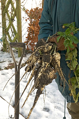 HARVESTING_PARSNIPS_IN_SNOW_COVERED_GARDEN