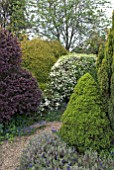 SHRUBS AND MUSCARI IN RURAL SPRING GARDEN