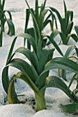 LEEKS GROWING IN SNOW COVERED VEGETABLE PLOT