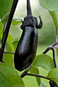 AUBERGINE FRUIT GROWING ON PLANT