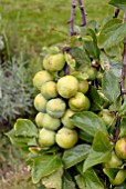 PRUNUS DOMESTICA ITALICA, (GREENGAGE)