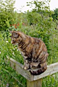 CAT SITTING ON FENCE IN GARDEN