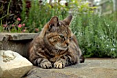 CAT LYING ON STONE STEP IN GARDEN