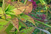 AUTUMN SEEDHEAD/FLOWER OF PANICUM GRASS AND HYDRANGEA LEAVES