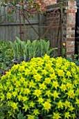 EUPHORBIA POLYCHROMA