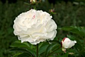 PAEONIA DUCHESSE DE NEMOURS